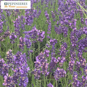 LAVANDULA ANGUSTIFOLIA HIDCOTE