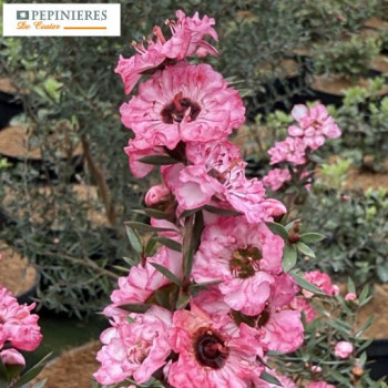 LEPTOSPERMUM SCOPARIUM CORAL CANDY