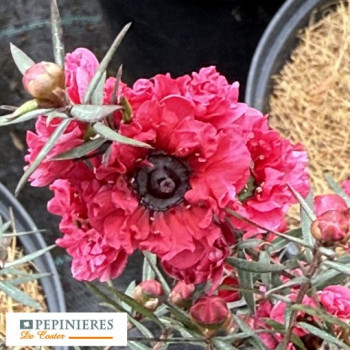 LEPTOSPERMUM SCOPARIUM CRIMSON GLORY