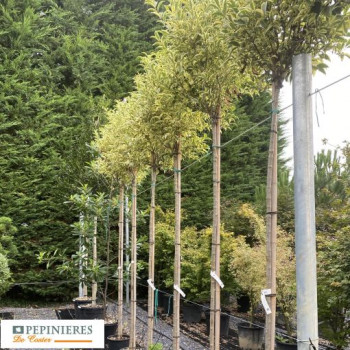 LIGUSTRUM JAPONICUM EXCELSUM SUPERBUM
