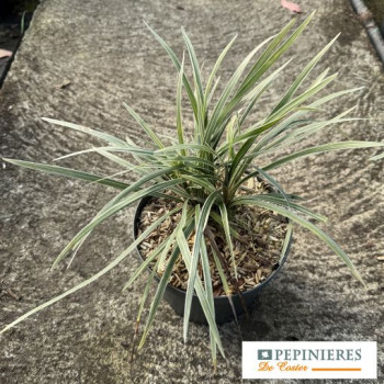 LIRIOPE SPICATA SILVER DRAGON