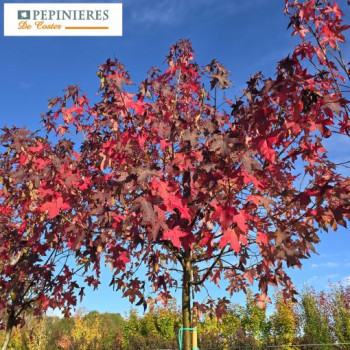 LIQUIDAMBAR STYRACIFLUA