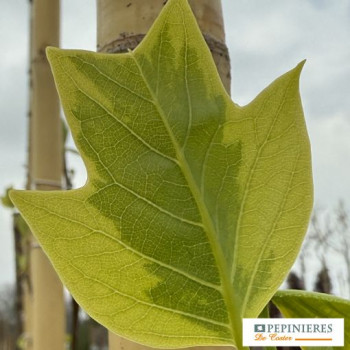 LIRIODENDRON TULIPIFERA AUREOMARGINATA