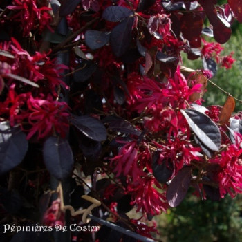 LOROPETALUM CHINENSE BLACK PEARL