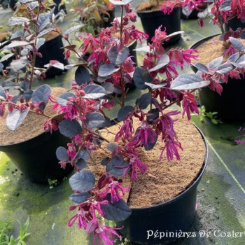 LOROPETALUM CHINENSE EVER RED