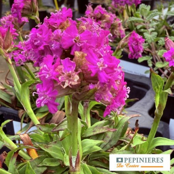 LYCHNIS VISCARIA CHERRY BUBBLES