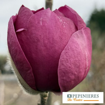 MAGNOLIA BLACK TULIP