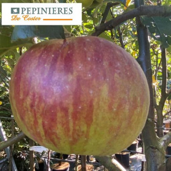 MALUS DOMESTICA LA BEARNAISE