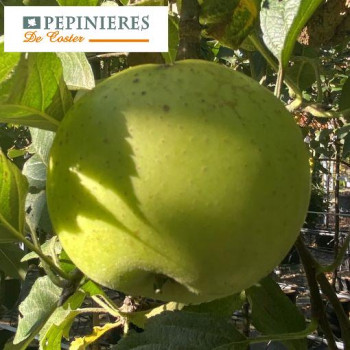 MALUS DOMESTICA ANISE