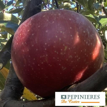 MALUS DOMESTICA D'ENFER BORDES