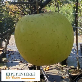 MALUS DOMESTICA GOLDEN DELICIOUS