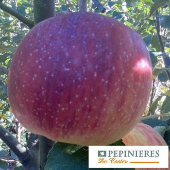 MALUS DOMESTICA JULIET