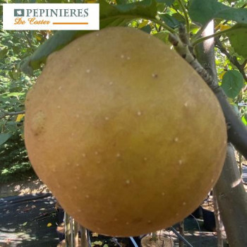 MALUS DOMESTICA PERRASSE DE GAN