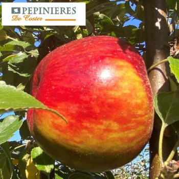 MALUS DOMESTICA SANG DE BOEUF