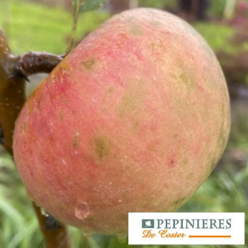 MALUS DOMESTICA VEDETTE DU BEARN