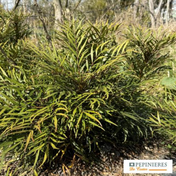 MAHONIA EURYBRACTEATA SOFT CARESS