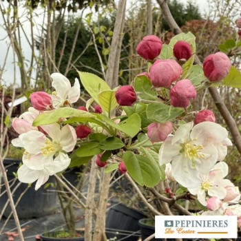 MALUS EVERESTE
