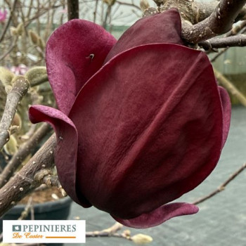 MAGNOLIA GENIE