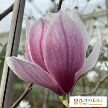 MAGNOLIA SOULANGEANA