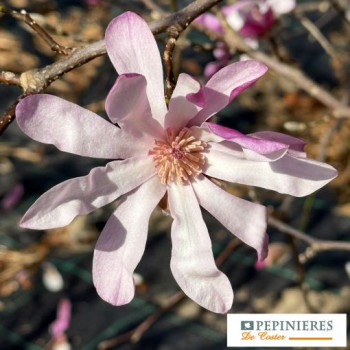 MAGNOLIA STELLATA ROSEA
