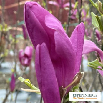 MAGNOLIA SUSAN