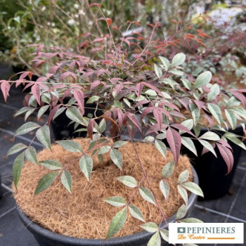 NANDINA DOMESTICA FLIRT
