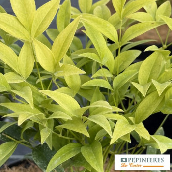 NANDINA DOMESTICA LEMON LIME