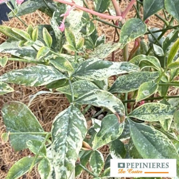 NANDINA DOMESTICA TWILIGHT