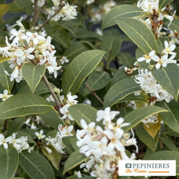 OSMANTHUS BURKWOODII