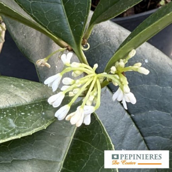OSMANTHUS FRAGANS