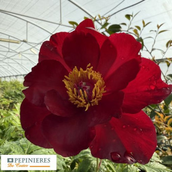 PAEONIA ITOH SCARLET HEAVEN