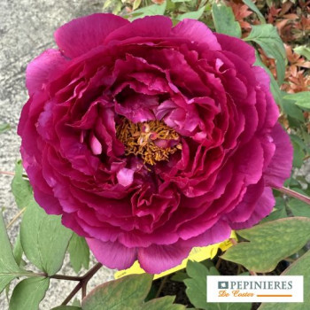 PAEONIA SUFFRUTICOSA LUO YANG HONG