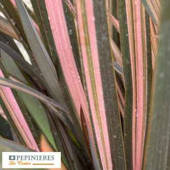 PHORMIUM COOKIANUM FLAMINGO