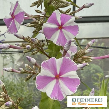 PHLOX MACULATA NATASHA