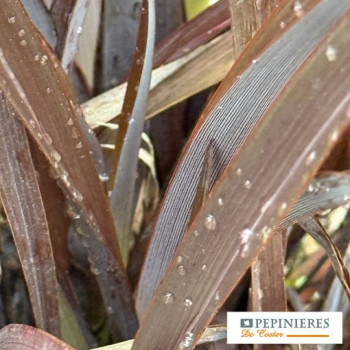 PHORMIUM RUBRA NANA