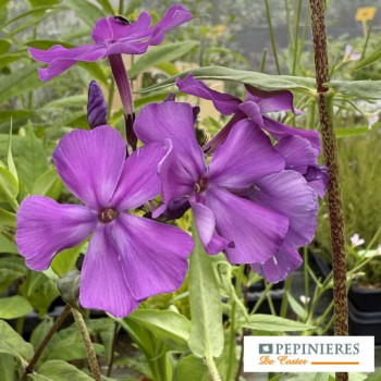 PHLOX SUBULATA CANDY STRIPES