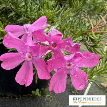 PHLOX SUBULATA MC DANIEL'S CUSHION