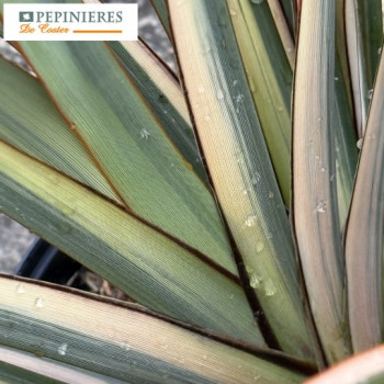 PHORMIUM TENAX GOLDEN RAY