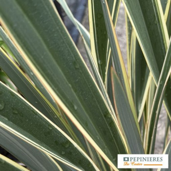 PHORMIUM TENAX VARIEGATUM