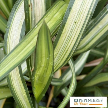 PHORMIUM YELLOW WAVE