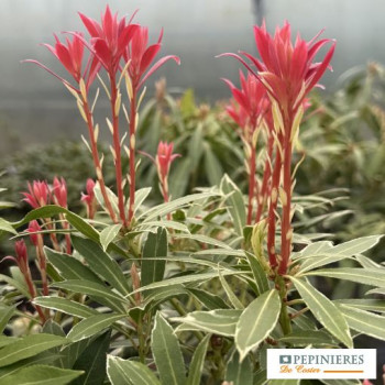 PIERIS JAPONICA FLAMING SILVER