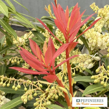 PIERIS JAPONICA FOREST FLAME