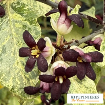 PITTOSPORUM TENUIFOLIUM IRENE PATTERSON