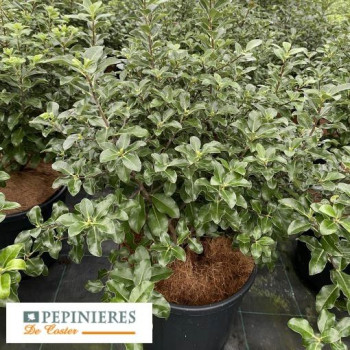 PITTOSPORUM TENUIFOLIUM IRISH LUCK