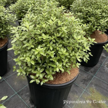 PITTOSPORUM TENUIFOLIUM MIDGET