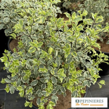 PITTOSPORUM TENUIFOLIUM VARIEGATUM