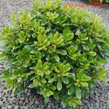 PITTOSPORUM TOBIRA NANA