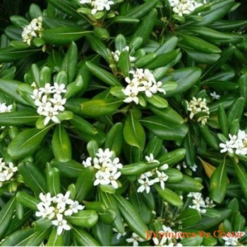PITTOSPORUM TOBIRA