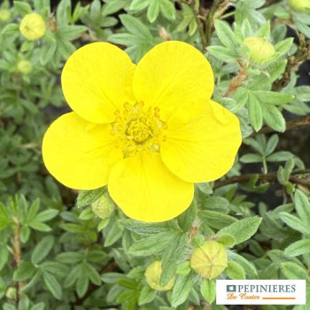 POTENTILLA FRUTICOSA KOBOLD