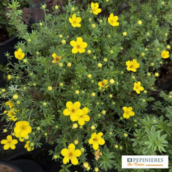 POTENTILLA FRUTICOSA BELLA LINDSEY